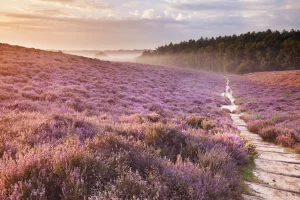 Scooter rijden in de Betuwe