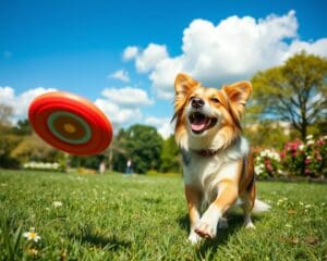 Frisbee voor huisdieren: Spelplezier voor jou en je hond